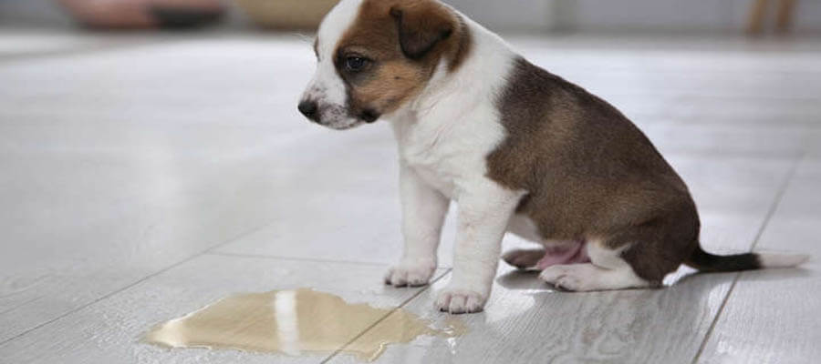 5 Mistakes Dog Owners Make When Training Puppies